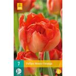 Tulipa Monte Orange