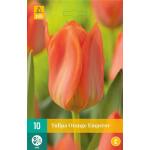 Tulipa Orange Emperor (10 pièces)