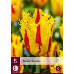 Tulipe Phantom