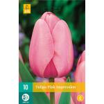 Tulipa Pink Impression - Tulpe Darwin-Hybride (10 stück)