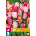 Tulipa Positive Vibe - Triumph (25 pièces)