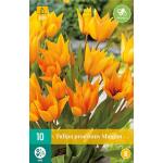 Tulipa praestans Shogun (10 stück)