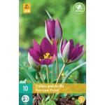 Tulipa pulch. Persian Pearl - Botanische Tulpe