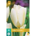 Tulipa Purissima - Fosteriana Tulpe (10 stück)