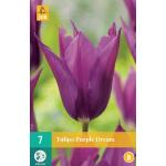 Tulipa Purple Dream (7 pièces)