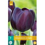 Tulipa Queen of Night - einzelne späte Tulpe