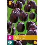 Tulipa Queen of Night - einzelne späte Tulpe (20 stück)