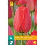 Tulipa Red Impression - Tulpe Darwin-Hybride (10 stück)