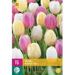 Tulipa Sorbet Mix - einzelne späte Tulpe (15 stück)