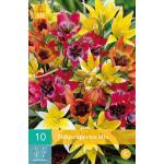 Tulipa Species mix - botanische Tulpe (10 stück)