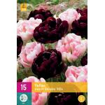 Tulipa Sweet Desire mix - doppelte späte Tulpe (15 stück)