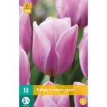 Tulipa Synaeda Amor - Triumph Tulpe (10 stück)