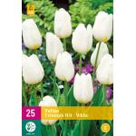 Tulipa Triumph White