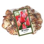 Filet de 100 bulbes de tulipes 'Pink & Red' (80 pièces)