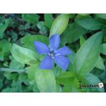 Vinca minor - Kleines Immergrün - Vinca minor