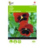 Stiefmütterchen Schweizer Riesen - Viola wittrockiana