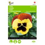 Stiefmütterchen Roter Flügel - Viola wittrockiana