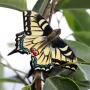 Machaon aimanté