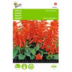 Salbei Johannisfeuer - Salvia splendens