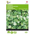 Brunnenkresse - Nasturtium officinale