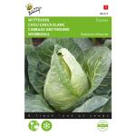 Chou cabus blanc Express - Brassica oleracea