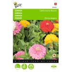 Zinnie Kalifornischer Riesen, Mischung - Zinnia elegans