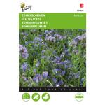 Sommerblumen Mischung, Blaue Toene - Summerflowers, annual mixture