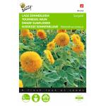 Tournesol nain Sungold - Helianthus annuus